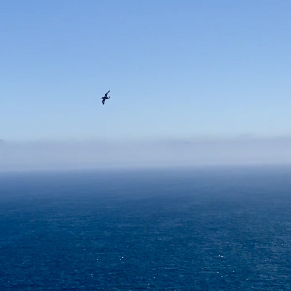 Image of a Kittiwake flying over the wild blue sea at Cape Wrath. Olivia Fern - Since The Beginning
